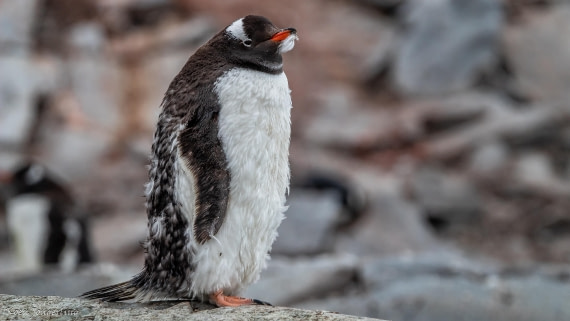 OTL29-25, Day 5, IMG_7930 © Koen Jongerling - Oceanwide Expeditions.jpg