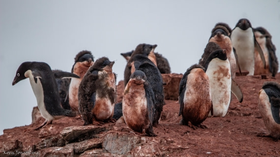 OTL29-25, Day 5, IMG_7932 © Koen Jongerling - Oceanwide Expeditions.jpg