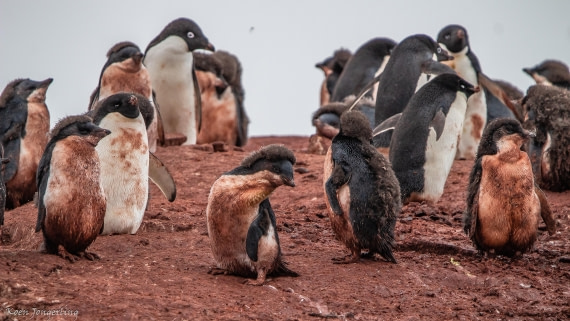 OTL29-25, Day 5, IMG_7936 © Koen Jongerling - Oceanwide Expeditions.jpg