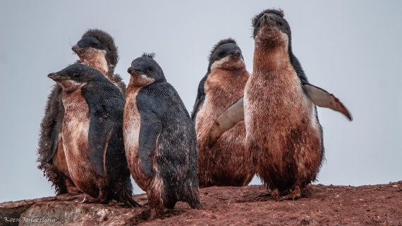 OTL29-25, Day 5, IMG_7947 © Koen Jongerling - Oceanwide Expeditions.jpg