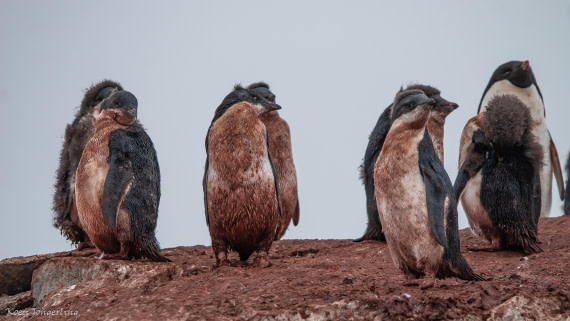 OTL29-25, Day 5, IMG_7952 © Koen Jongerling - Oceanwide Expeditions.jpg