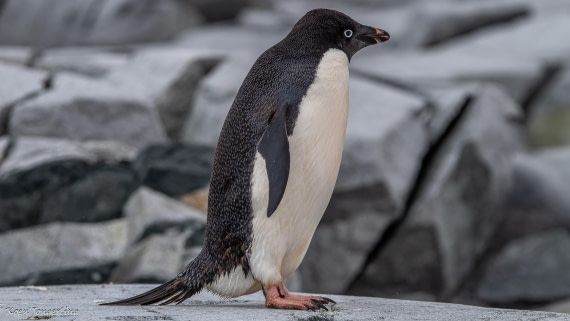 OTL29-25, Day 5, IMG_7960 © Koen Jongerling - Oceanwide Expeditions.jpg