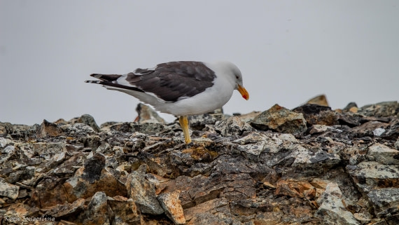 OTL29-25, Day 5, IMG_7973 © Koen Jongerling - Oceanwide Expeditions.jpg