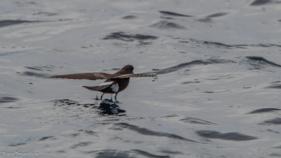 OTL29-25, Day 5, IMG_7979 © Koen Jongerling - Oceanwide Expeditions.jpg