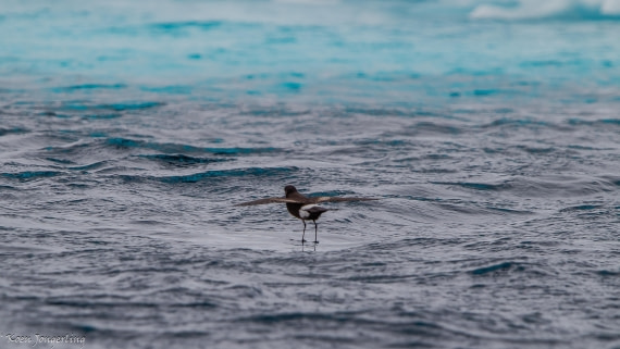 OTL29-25, Day 5, IMG_7991 © Koen Jongerling - Oceanwide Expeditions.jpg