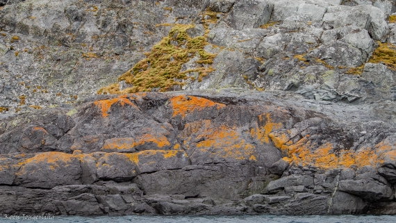 OTL29-25, Day 5, IMG_7999 © Koen Jongerling - Oceanwide Expeditions.jpg