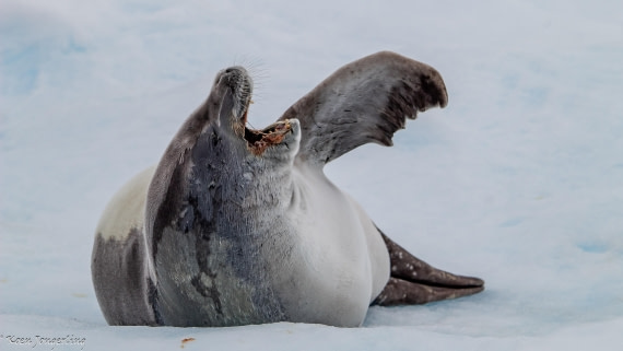 OTL29-25, Day 5, IMG_8015 © Koen Jongerling - Oceanwide Expeditions.jpg