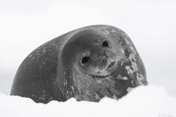 OTL29-25, Day 5, Weddell Seal © Sara Jenner - Oceanwide Expeditions.jpg