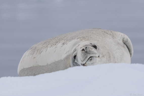 OTL29-25, Day 6, Crabeater seal 1 (2) © Sara Jenner - Oceanwide Expeditions.jpg