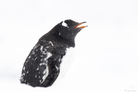 OTL29-25, Day 6, Gentoo © Sara Jenner - Oceanwide Expeditions.jpg