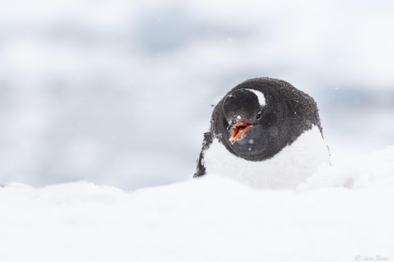 OTL29-25, Day 6, Gentoo eating snow © Sara Jenner - Oceanwide Expeditions.jpg