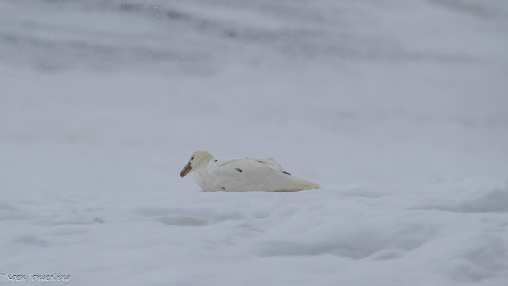 OTL29-25, Day 6, IMG_8029 © Koen Jongerling - Oceanwide Expeditions.jpg