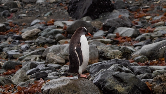 OTL29-25, Day 6, IMG_8028 © Koen Jongerling - Oceanwide Expeditions.jpg