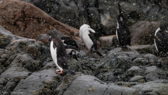 OTL29-25, Day 6, IMG_8041 © Koen Jongerling - Oceanwide Expeditions.jpg