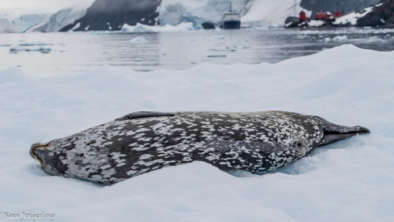 OTL29-25, Day 6, IMG_8050 © Koen Jongerling - Oceanwide Expeditions.jpg