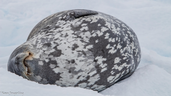 OTL29-25, Day 6, IMG_8053 © Koen Jongerling - Oceanwide Expeditions.jpg