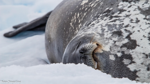 OTL29-25, Day 6, IMG_8055 © Koen Jongerling - Oceanwide Expeditions.jpg