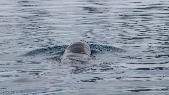 OTL29-25, Day 6, IMG_8058 © Koen Jongerling - Oceanwide Expeditions.jpg