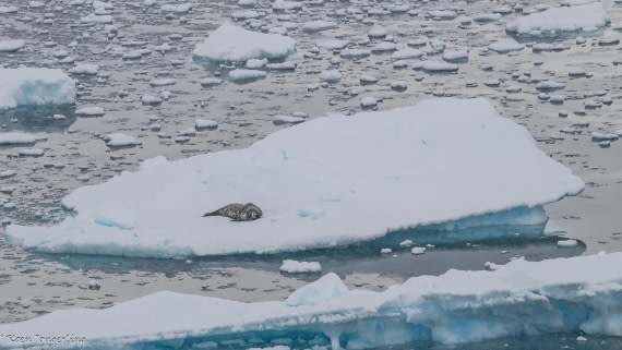 OTL29-25, Day 6, IMG_8115 © Koen Jongerling - Oceanwide Expeditions.jpg