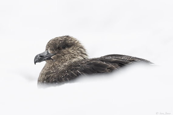 OTL29-25, Day 6, Skua 1 © Sara Jenner - Oceanwide Expeditions.jpg