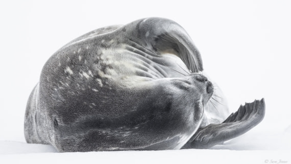 OTL29-25, Day 6, Weddell Seal (2) © Koen Jongerling - Oceanwide Expeditions.jpg