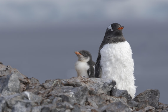 OTL29-25, Day 7, Gentoo and chick © Sara Jenner - Oceanwide Expeditions.jpg