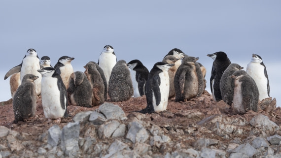 OTL29-25, Day 7, Chinstraps 1 © Sara Jenner - Oceanwide Expeditions.jpg