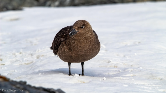 OTL29-25, Day 7, IMG_8167 © Koen Jongerling - Oceanwide Expeditions.jpg