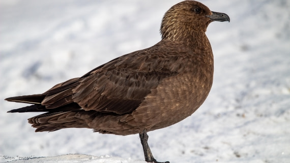 OTL29-25, Day 7, IMG_8172 © Koen Jongerling - Oceanwide Expeditions.jpg