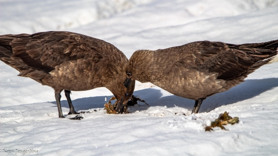 OTL29-25, Day 7, IMG_8179 © Koen Jongerling - Oceanwide Expeditions.jpg