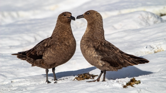 OTL29-25, Day 7, IMG_8181 © Koen Jongerling - Oceanwide Expeditions.jpg