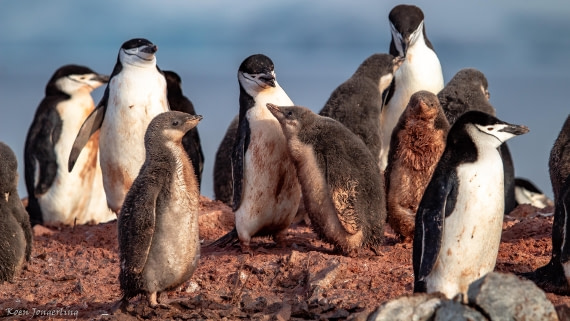 OTL29-25, Day 7, IMG_8190 © Koen Jongerling - Oceanwide Expeditions.jpg