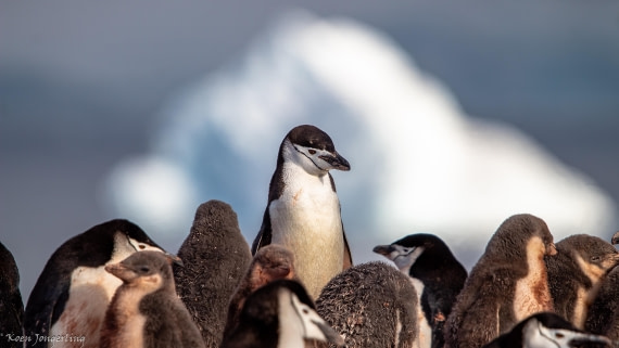 OTL29-25, Day 7, IMG_8193 © Koen Jongerling - Oceanwide Expeditions.jpg