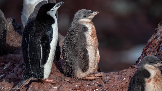 OTL29-25, Day 7, IMG_8197 © Koen Jongerling - Oceanwide Expeditions.jpg