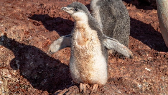 OTL29-25, Day 7, IMG_8199 © Koen Jongerling - Oceanwide Expeditions.jpg