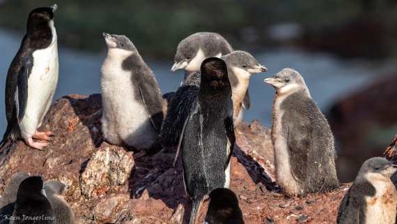 OTL29-25, Day 7, IMG_8202 © Koen Jongerling - Oceanwide Expeditions.jpg