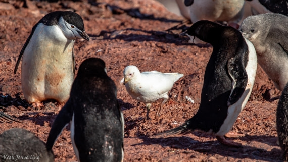 OTL29-25, Day 7, IMG_8204 © Koen Jongerling - Oceanwide Expeditions.jpg
