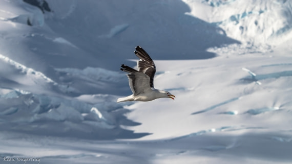 OTL29-25, Day 7, IMG_8221 © Koen Jongerling - Oceanwide Expeditions.jpg