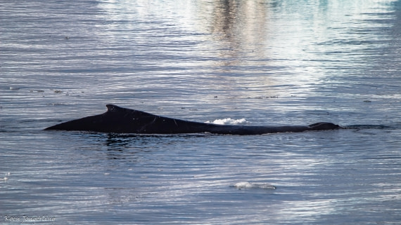 OTL29-25, Day 7, IMG_8236 © Koen Jongerling - Oceanwide Expeditions.jpg