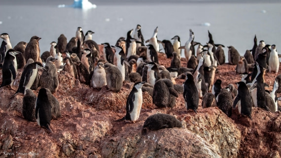 OTL29-25, Day 7, IMG_8248 © Koen Jongerling - Oceanwide Expeditions.jpg