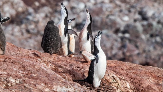 OTL29-25, Day 7, IMG_8268 © Koen Jongerling - Oceanwide Expeditions.jpg