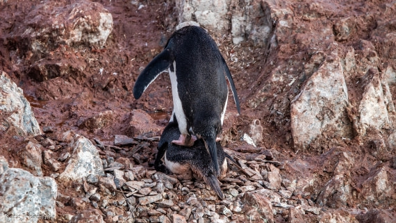 OTL29-25, Day 7, IMG_8273 © Koen Jongerling - Oceanwide Expeditions.jpg