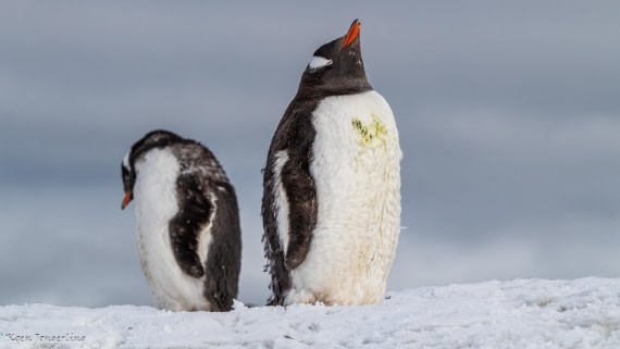 OTL29-25, Day 7, IMG_8279 © Koen Jongerling - Oceanwide Expeditions.jpg