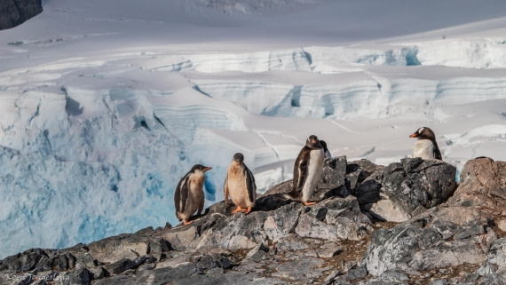 OTL29-25, Day 7, IMG_8304 © Koen Jongerling - Oceanwide Expeditions.jpg