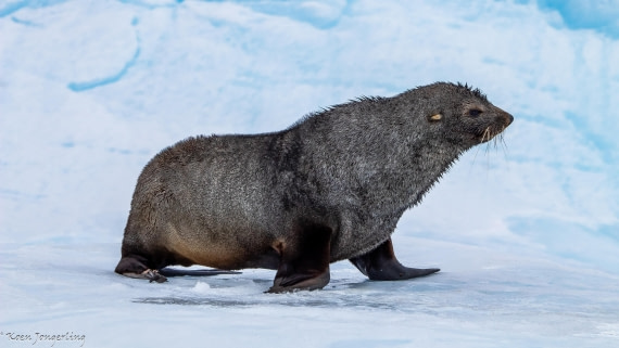 OTL29-25, Day 7, IMG_8315 © Koen Jongerling - Oceanwide Expeditions.jpg