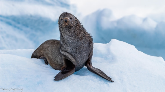 OTL29-25, Day 7, IMG_8322 © Koen Jongerling - Oceanwide Expeditions.jpg