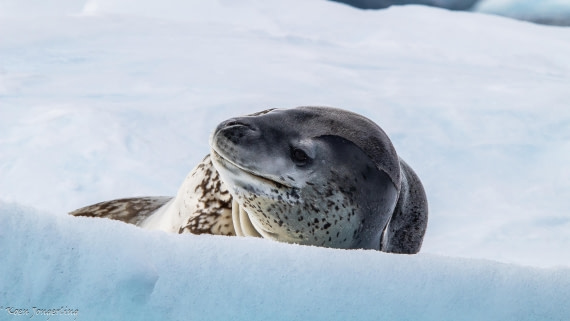 OTL29-25, Day 7, IMG_8324 © Koen Jongerling - Oceanwide Expeditions.jpg