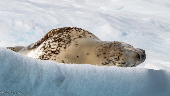 OTL29-25, Day 7, IMG_8328 © Koen Jongerling - Oceanwide Expeditions.jpg