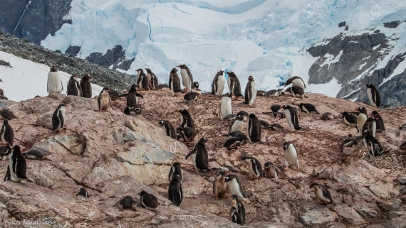 OTL29-25, Day 7, IMG_8337 © Koen Jongerling - Oceanwide Expeditions.jpg