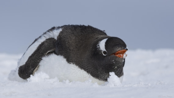 OTL29-25, Day 7, Moulting gentoo 2 © Sara Jenner - Oceanwide Expeditions.jpg